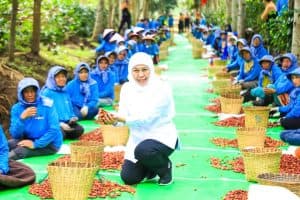 Khofifah Dorong Kopi Ijen Bondowoso Ekspor, Begini Strateginya