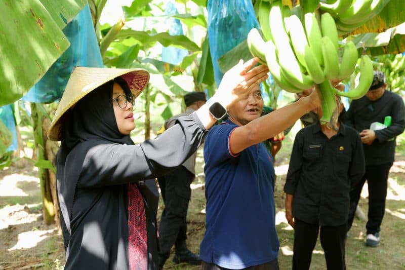 Pemkab Banyuwangi Ajak Masyarakat Gemar Tanam Pisang Cavendish