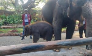 Launching Anak Gajah Rocky Balboa Ramaikan HUT ke 108 KBS