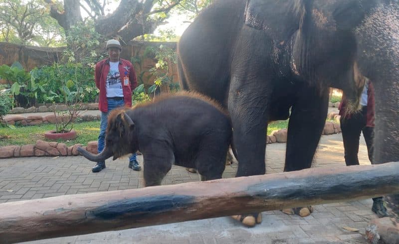 Launching Anak Gajah Rocky Balboa Ramaikan HUT ke 108 KBS