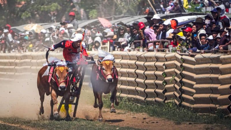 Pj. Sekdaprov Jatim Buka Grand Final Karapan Sapi Piala Presiden 2024