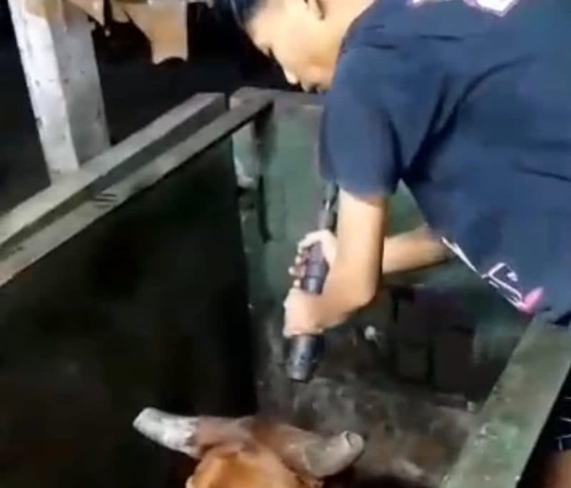 Beredar Video Viral Pemotongan Sapi, Ini Respon RPH Surabaya