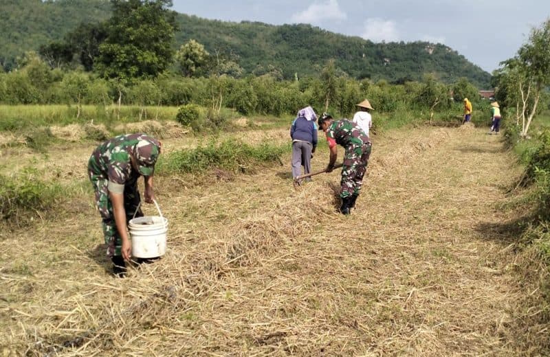 Jaga Ketahanan Pangan, Babinsa Bersama Poktan Tani Makmur Tanam Jagung