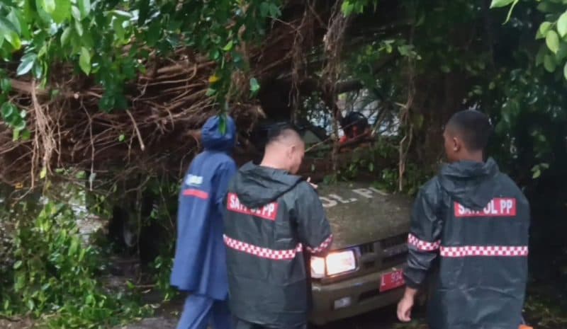 Hujan Deras, Pohon Besar Tumbang Timpa Mobil Satpol PP Kota Surabaya