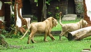 Singa Putih Zeus dan Kiara Ramaikan Kebun Binatang Surabaya