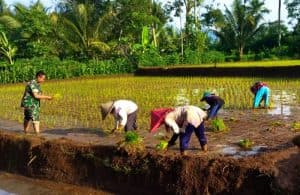 Genjot Swasembada Pangan, Babinsa Desa Slorok Bantu Petani Tanam Padi