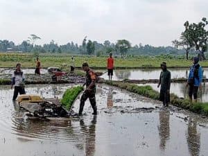 Dukung Ketahanan Pangan, Babinsa Desa Kerjen Bantu Petani Tanam Padi