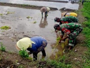 Jaga Ketahanan Pangan, Babinsa Sukosewu Aktif Bantu Petani Tanam Padi