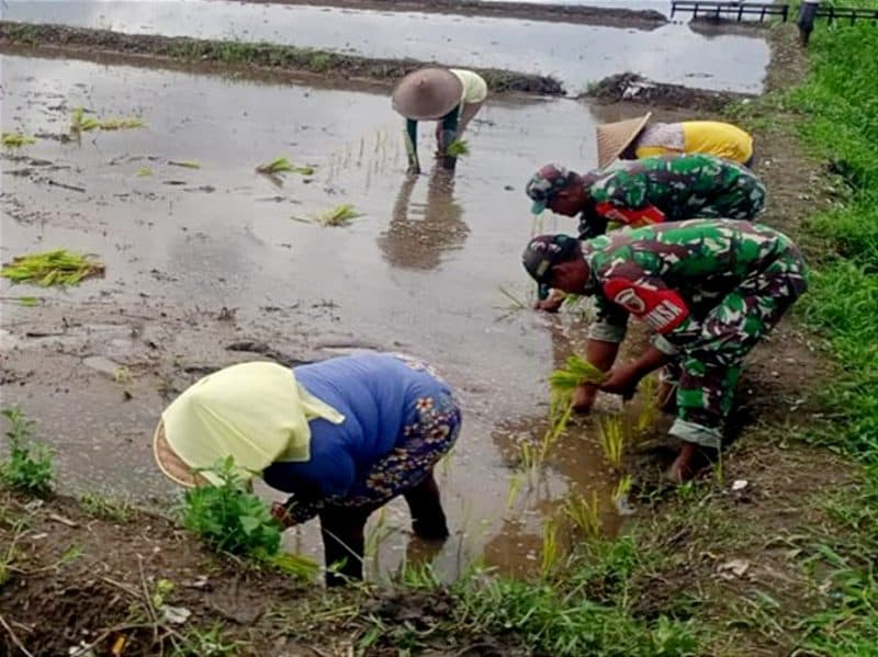 Jaga Ketahanan Pangan, Babinsa Sukosewu Aktif Bantu Petani Tanam Padi