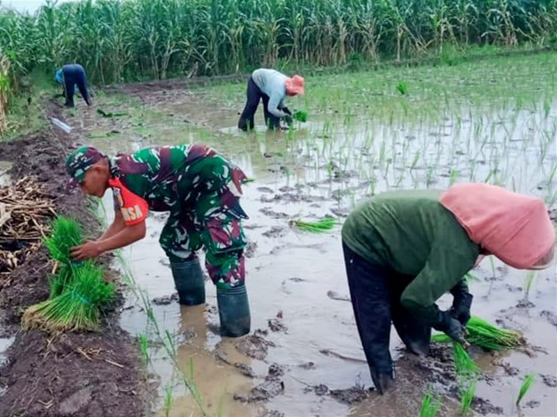 Tingkatkan Hanpangan, Babinsa dan Warga Desa Gununggede Tanam Padi