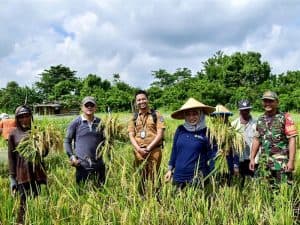 Jaga Stok Pangan, Tim Pengendali Inflasi dan Poktan Atur Pola Tanam