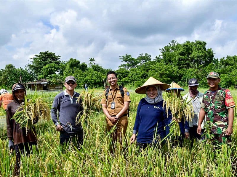 Jaga Stok Pangan, Tim Pengendali Inflasi dan Poktan Atur Pola Tanam