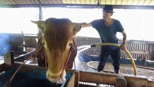 Peternak Sapi di Surabaya Ini Andalkan Ramuan Leluhur untuk Lawan PMK