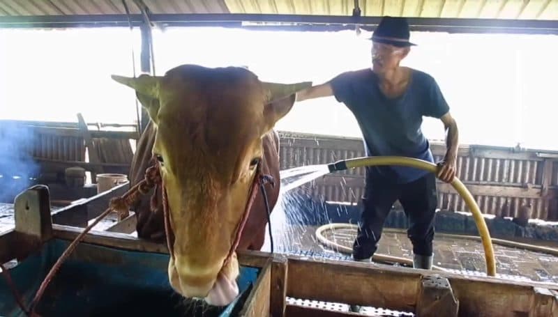 Peternak Sapi di Surabaya Ini Andalkan Ramuan Leluhur untuk Lawan PMK