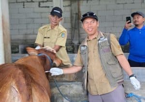 Sebanyak 323 Ekor Sapi Terjangkit PMK di Jombang