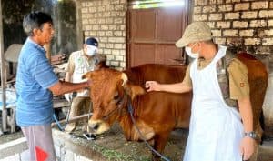 Dinas Peternakan Jombang Ragukan Kematian Mendadak Sapi Karena PMK