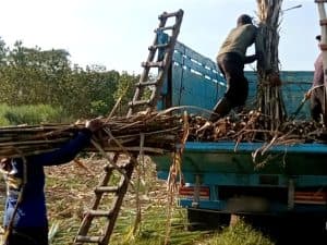 BREAKING: Koperasi Tebu Krebet Siap Terima Dana Rp70 Miliar dari LPDB