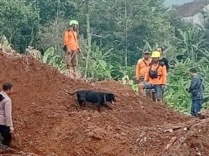 Korban Tertimbun Tanah Longsor Dicari dengan Bantuan Anjing Pelacak