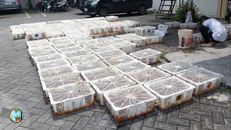 Penyelundupan 6.860 Ekor Burung Berhasil Digagalkan Di Surabaya