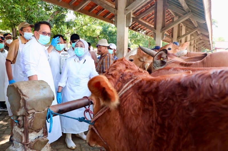 Jawa Timur Darurat Penyakit Mulut dan Kuku