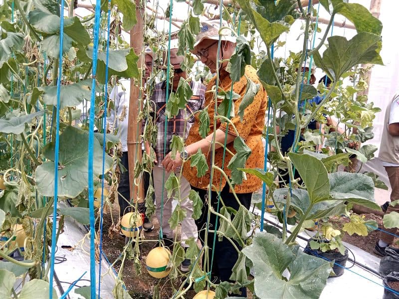 SMK Budi Utomo Sukses Panen Melon dengan Teknologi Smart Farming