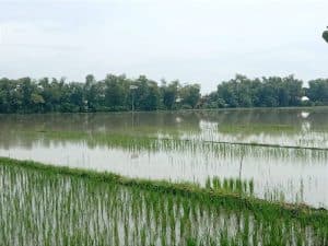 Antisipasi Gagal Panen, Disperta Jombang Kucurkan Bantuan Bibit Padi