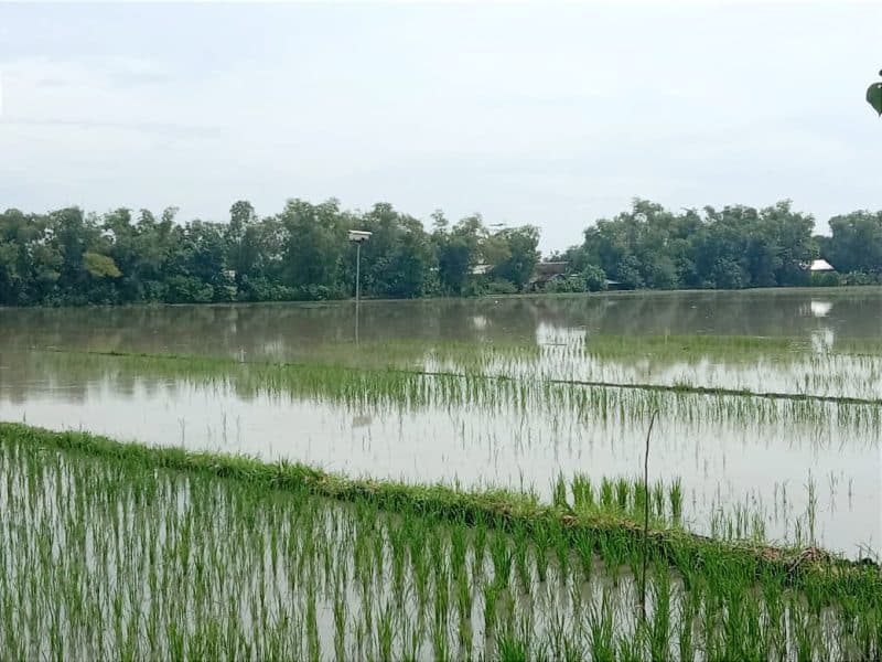 Antisipasi Gagal Panen, Disperta Jombang Kucurkan Bantuan Bibit Padi