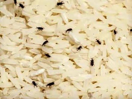 Stok Beras Nasional 1,9 Juta Ton, Amankah Dikonsumsi Meski Berkutu?