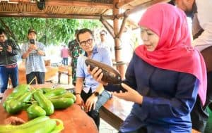 Gunung Kelud Inspirasi Alpukat Jumbo 1,8 kg, Khofifah: Wisata Edukasi