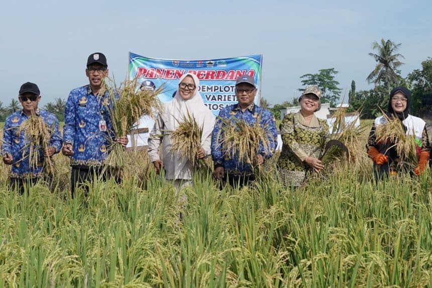 SIG Buktikan Komit Pangan! Sulap Lahan Asin Jadi Tambang Padi 18 Ton