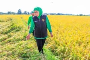 Ungguli Provinsi Lain Penghasil Padi, Jatim Jadi Motor Penggerak