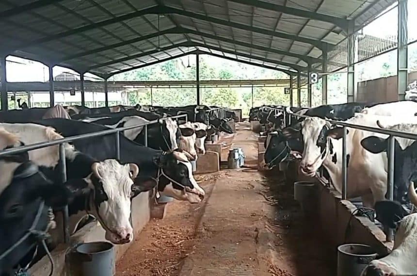 Hewan Ternak di Jombang Surplus Jelang Hari Raya Idul Adha 2025