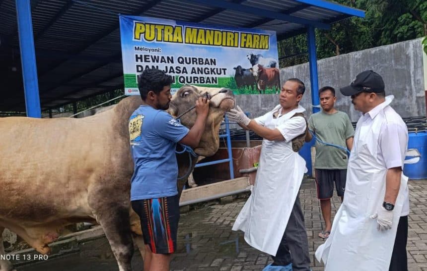 Sapi Bernama Pembalap MotoGP Dani Pedrosa Asal Jombang Terjual 86 Juta