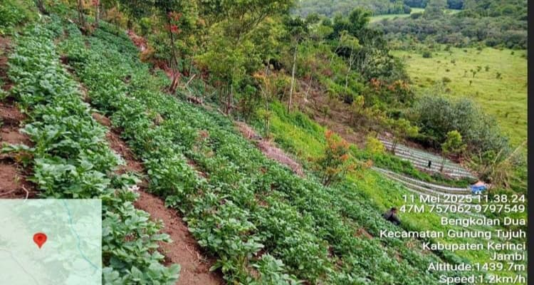 Viral! Ladang Ganja di Gunung Kerinci? Ini Kata Balai Taman Nasional