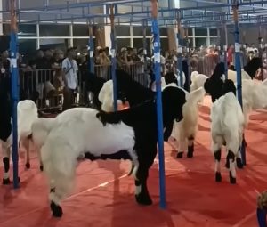 Jombang Gelar Kontes Kambing Etawa, Siap Jadi Mesin Ekonomi Baru