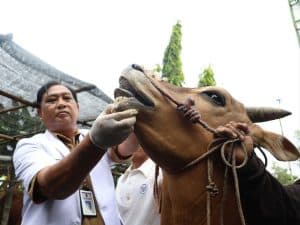 DKPP Surabaya Periksa Titik Lapak Jualan Hewan Kurban di 154 Kelurahan