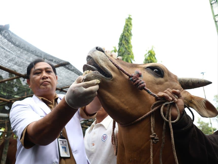 DKPP Surabaya Periksa Titik Lapak Jualan Hewan Kurban di 154 Kelurahan