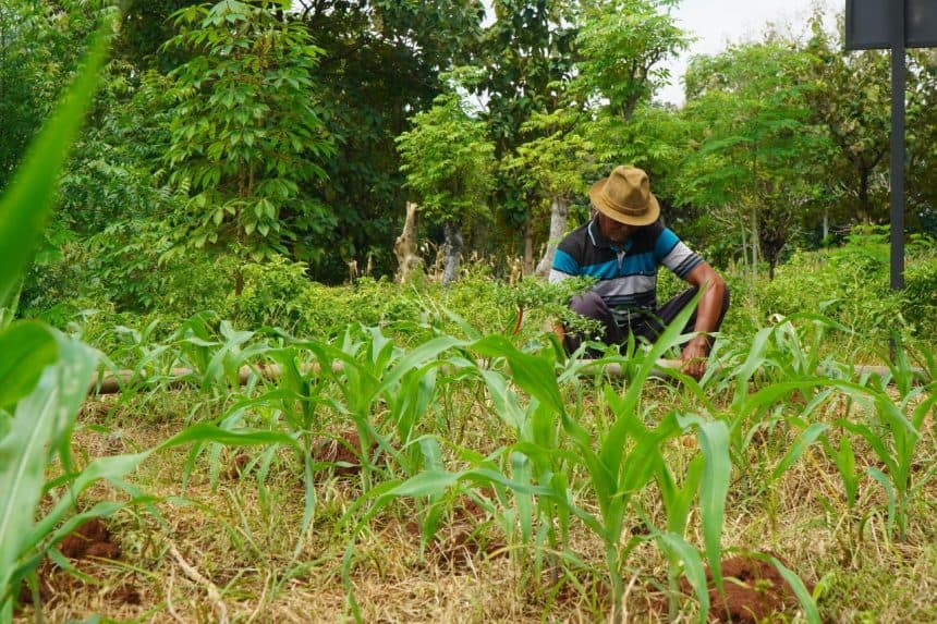 Pengairan Lancar, Petani Padi Tuban Bisa Panen Empat Kali Berkat SIG