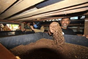 Budidaya Cacing dari Limbah PLTU Hasilkan Cuan dan Pupuk Organik