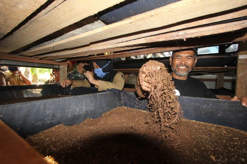 Budidaya Cacing dari Limbah PLTU Hasilkan Cuan dan Pupuk Organik