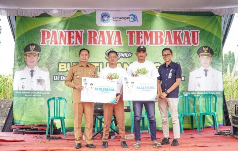Bupati Lamongan Yuhronur saat panen raya tembakau. (foto: dok portallamongan.kab)