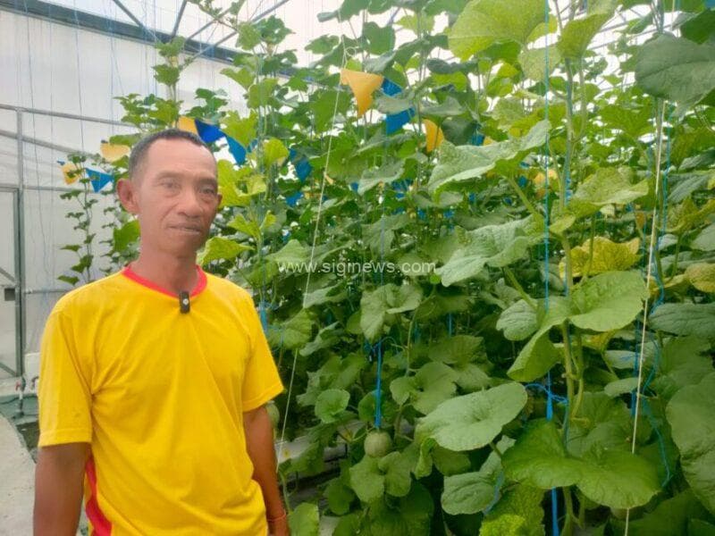 Dengan pemanfaatan lahan minim, dapat menghasilkan lebih besar dari hasil panen Melon Premium. (Foto: jero/siginews.com)