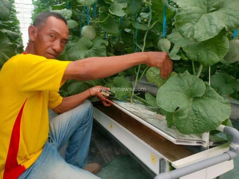 Penanaman Pohon Melon Premium di greenhouse hydroponic HFM tidak menggunakan pupuk berbahan kimia, tapi memakai nutrisi. (Foto: jero/siginews.com)