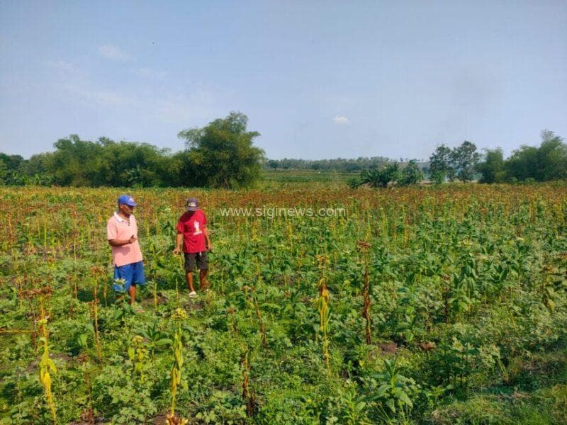 Puluhan hektar tanaman tembakau di Desa Ganggangtingan, Ngimbang, Lamongan, gagal panen akibat hujan di musim kemarau. (Foto: Jero/siginews.com)