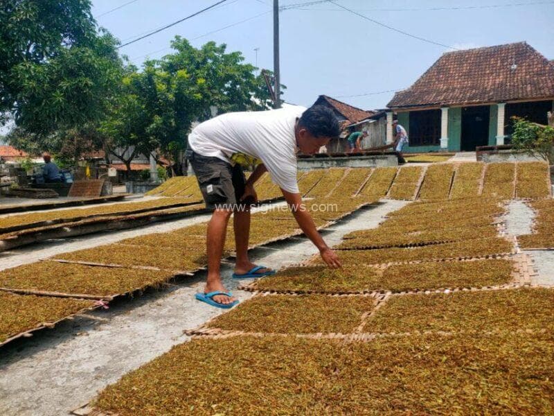 Hasil panen tembakau pada musim tahun 2025 di wilayah Ngimbang, Kabupaten Lamongan, hasilnya dengan kualitas sangat rendah. (foto; jero/siginews.com)