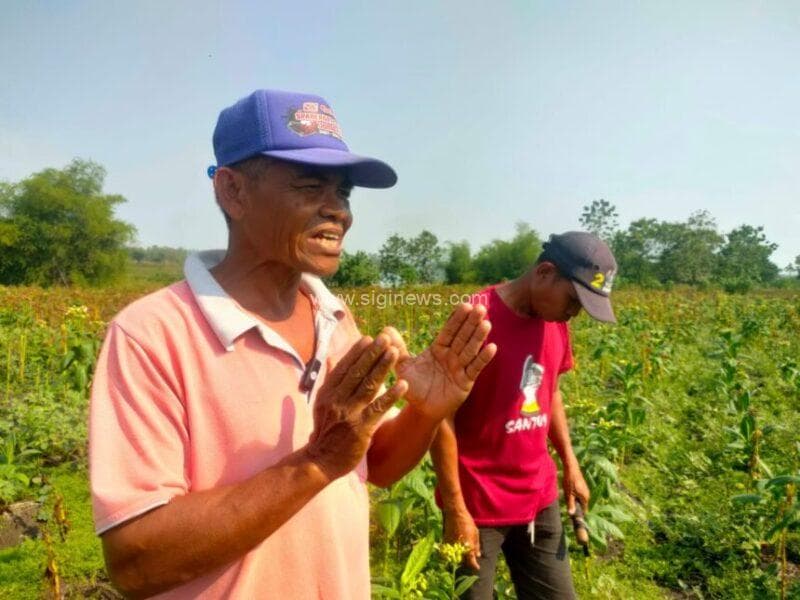 Petani tembakau merana karena gagal panen. (foto: jero/siginews.com)