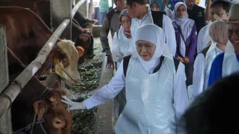 Miliki 100 Ribu Sapi, Kota Ini Jadi Penopang Hewan Kurban di Jatim