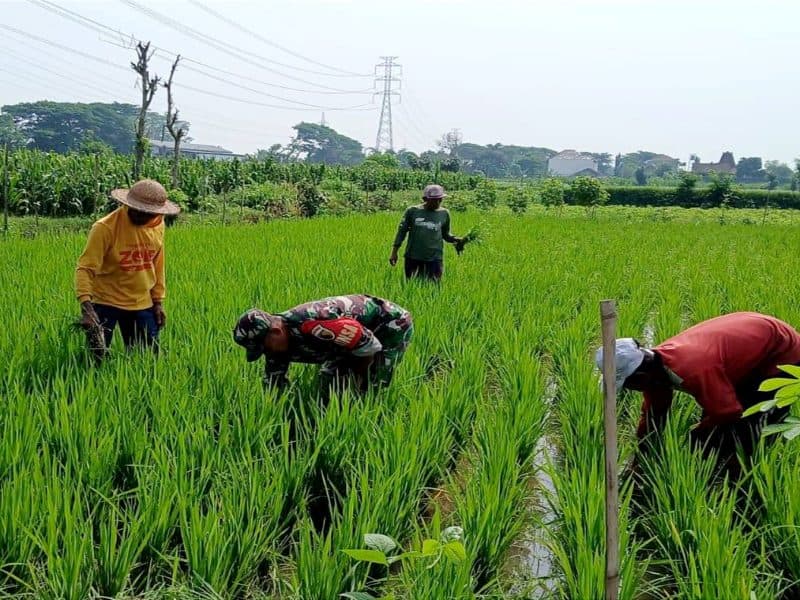 Tingkatkan Hasil, Babinsa Tanjungsari Bantu Petani Bersihkan Gulma