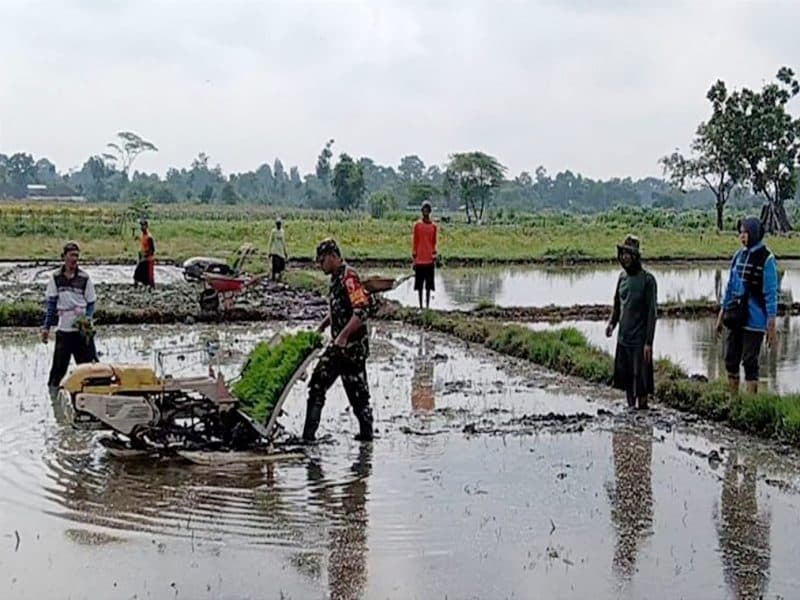 Dukung Ketahanan Pangan, Babinsa Desa Kerjen Bantu Petani Tanam Padi