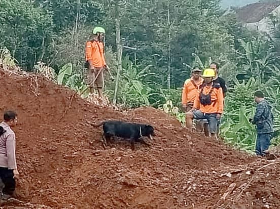 Korban Tertimbun Tanah Longsor Dicari dengan Bantuan Anjing Pelacak